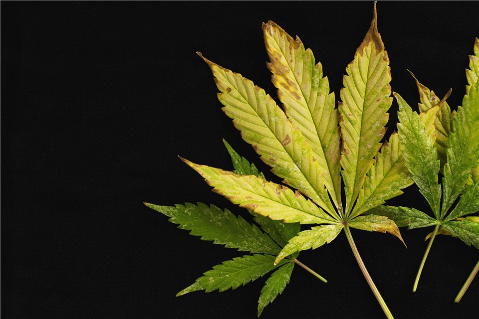 Magnesium Deficiency in Cannabis