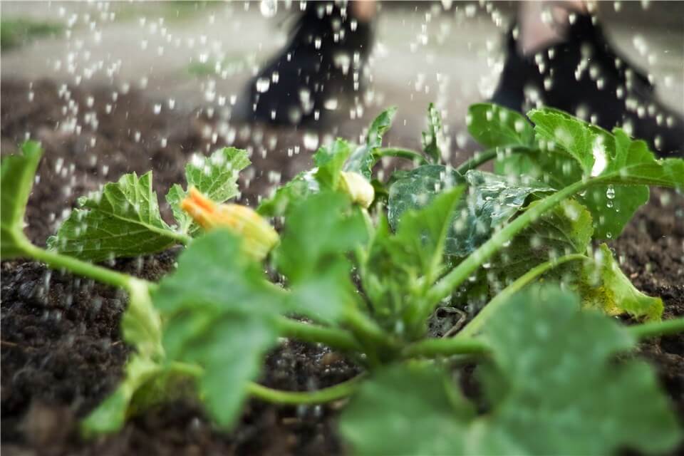 Overwatering Squash Leaves