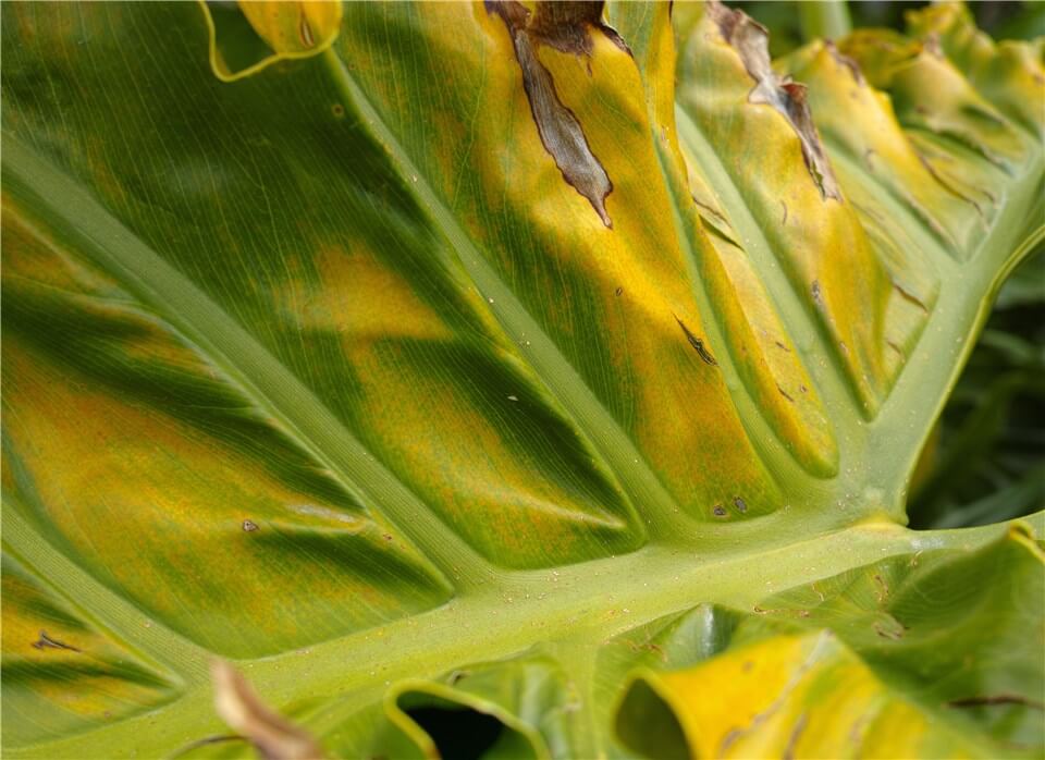 Squash Leaves Suffer From Pests