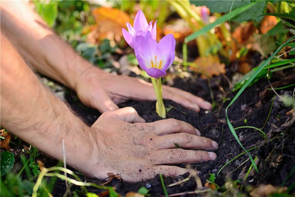 Plant the Saffron Corms