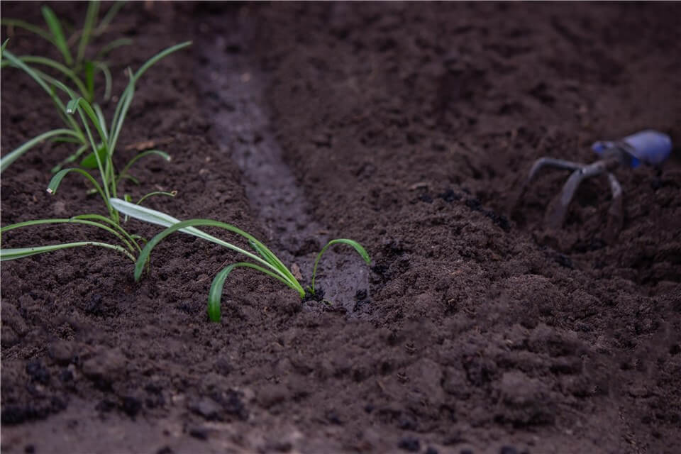 Prepare the Planting Bed