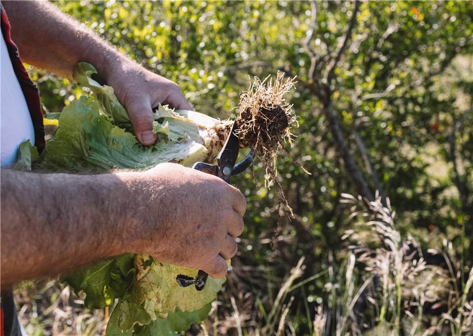 How to Keep Lettuce from Bolting