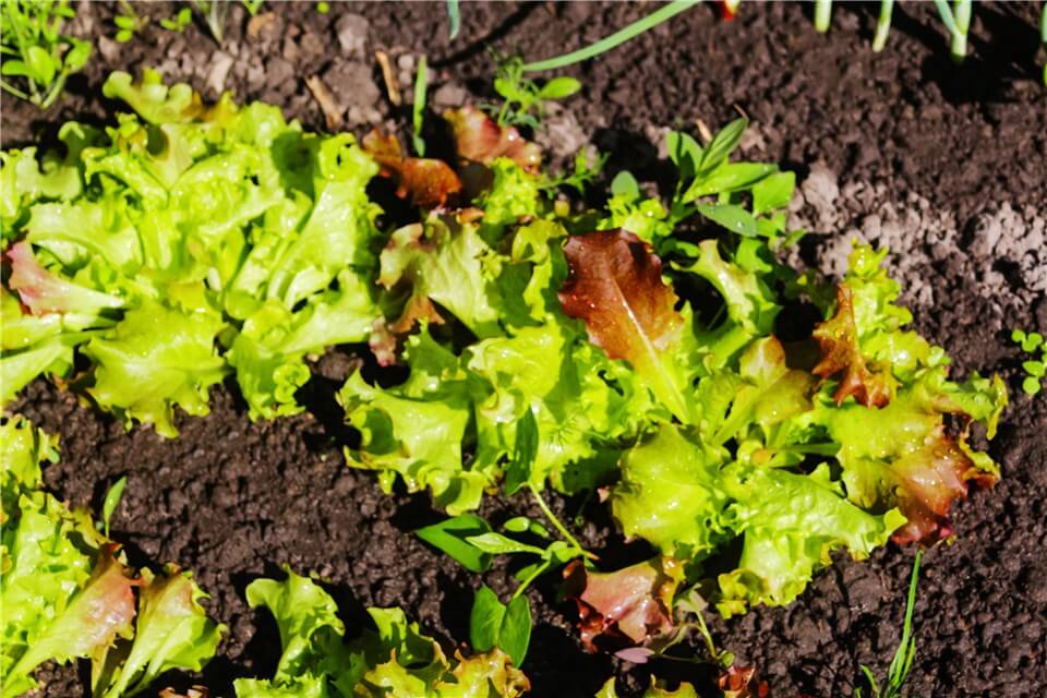 Remove and Compost Lettuce