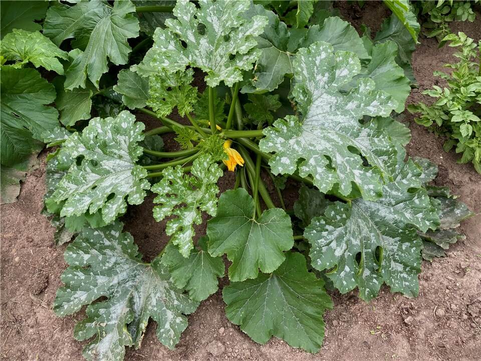 Squash Powdery Mildew