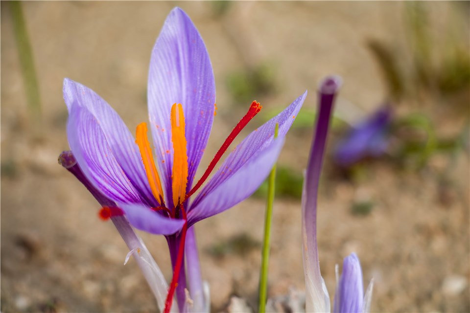 Trigger Flowering Stages