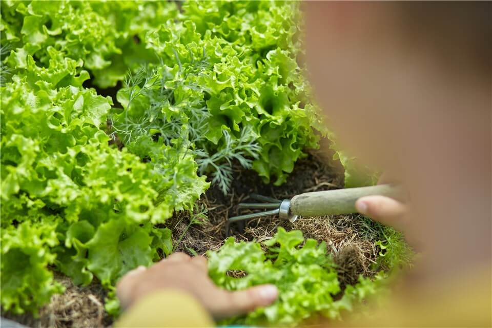 Trim Bolted Lettuce