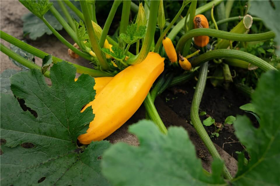 What Does a Squash Plant Look Like