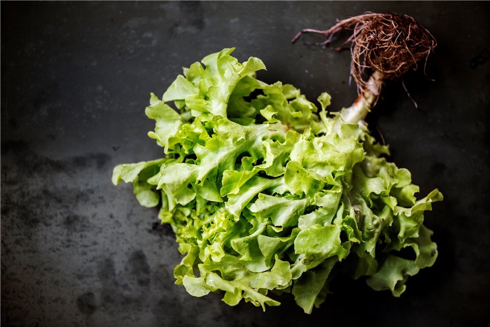 What Bolting Lettuce Looks Like