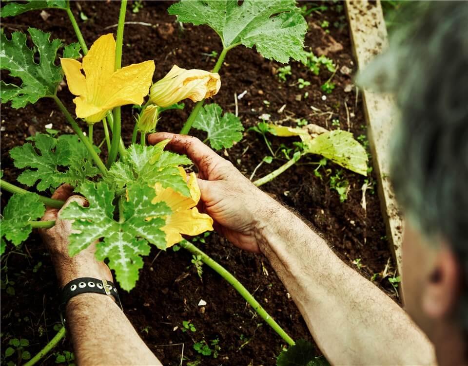 Yellow Squash Leaves