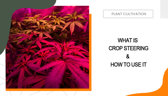 CROP STEERING