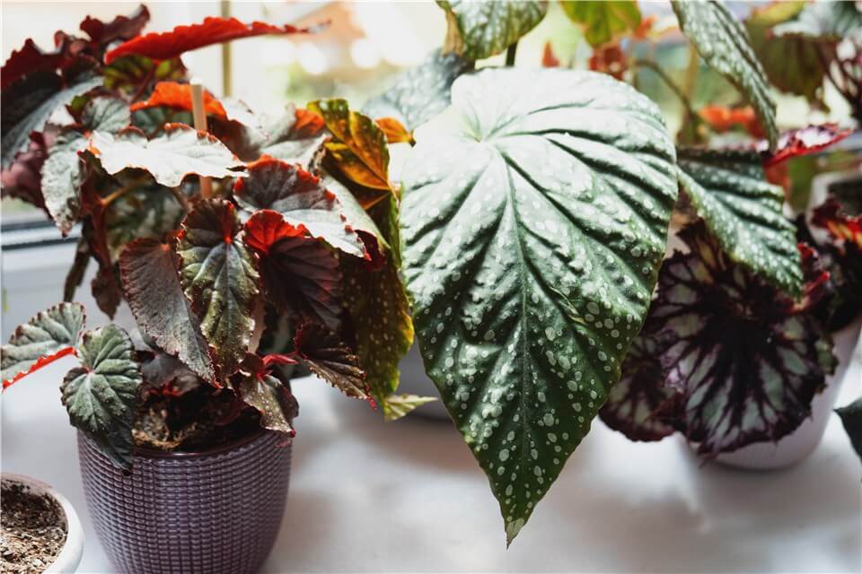 Angel Wing Begonia Care