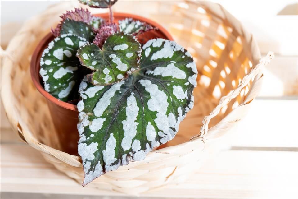 Angel Wing Begonia Propagation