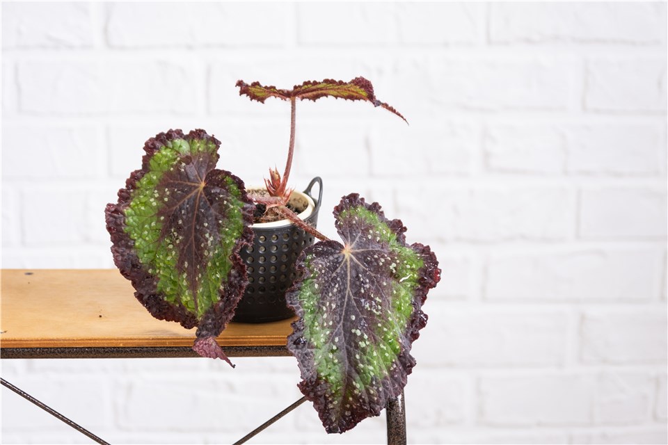 Angel Wing Begonia Varieties