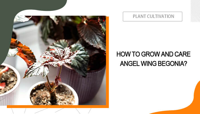 Grow and Care Angel Wing Begonia