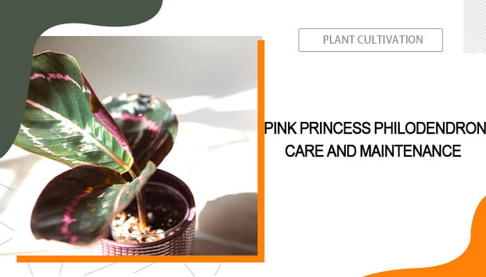 Pink Princess Philodendron Care