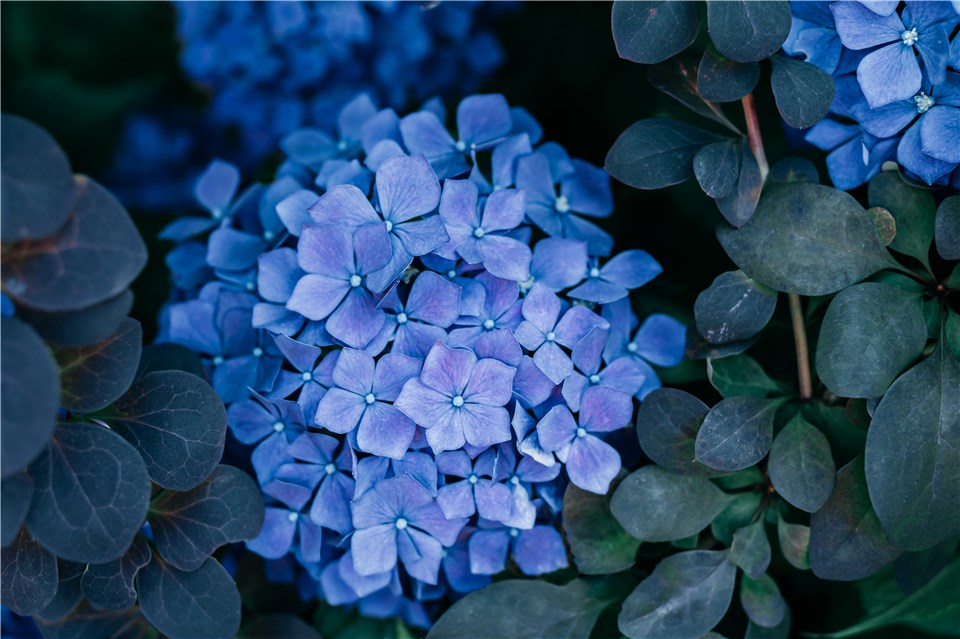 Full Sun Hydrangeas - Blue Billow