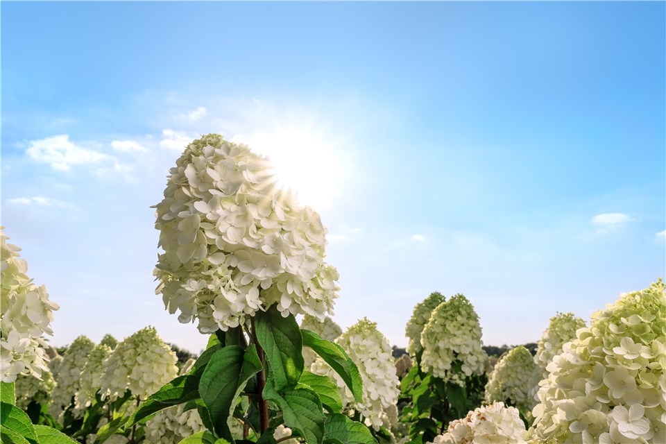 Full Sun Hydrangeas - Tardiva