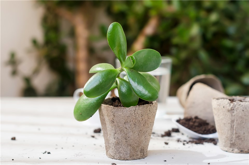 Repot a Jade Plant