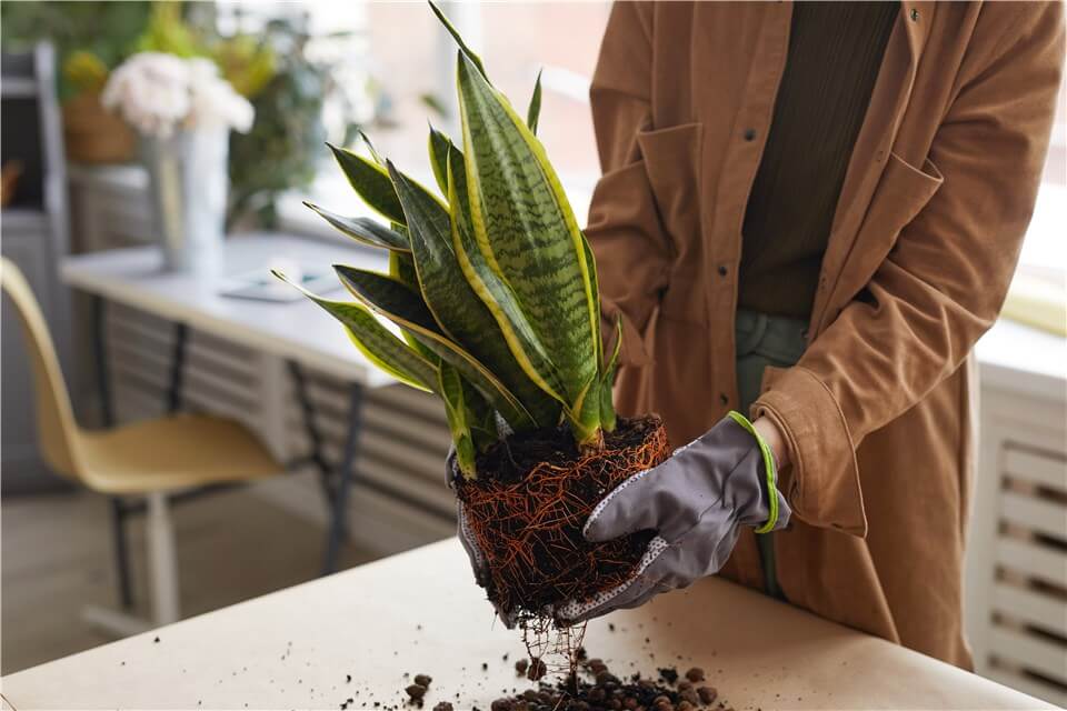 Repot a Snake Plant