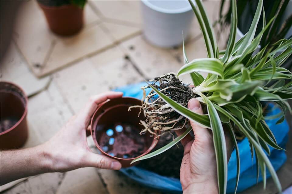 Repot a Spider Plant