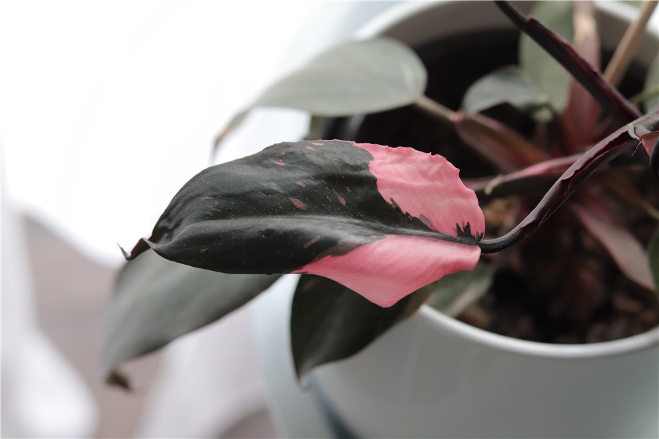 What Is Philodendron Pink Princess