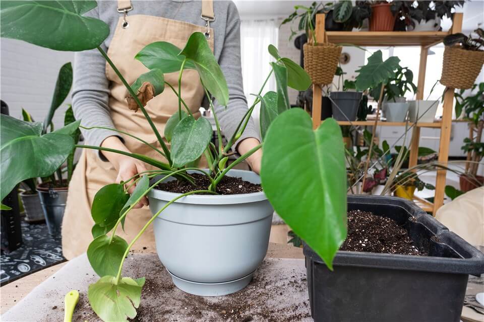 How to Propagate Philodendron Pink Princess