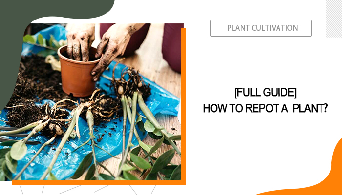 How to Repot a Plant