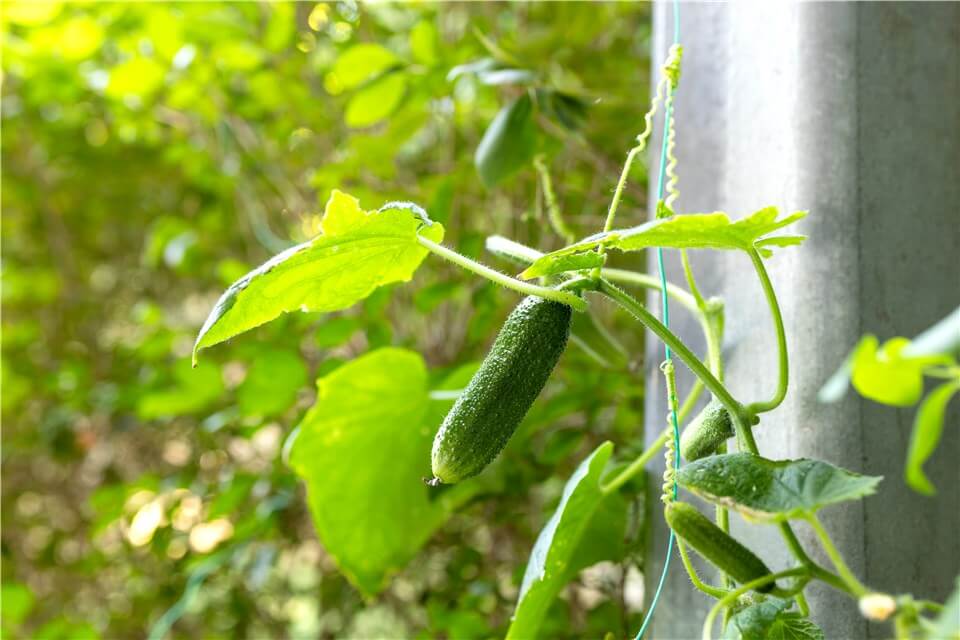 Best Vegetables for Vertical Gardening