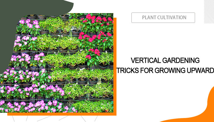 Vertical Gardening