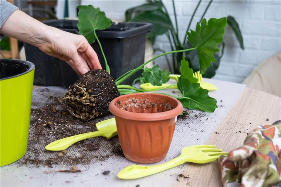 What Not to Do When Repotting Plants