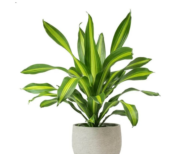 Dracaena Corn Plant Picture