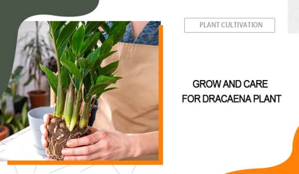 Dracaena Plant Care