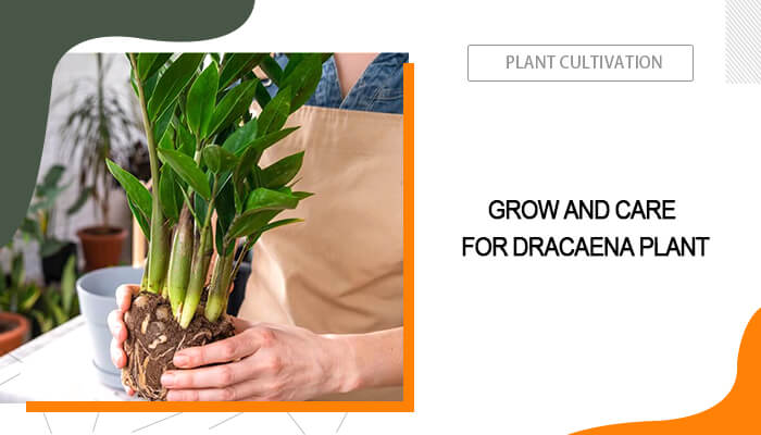 Dracaena Plant Care