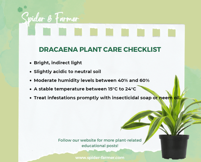 Dracaena Plant Care