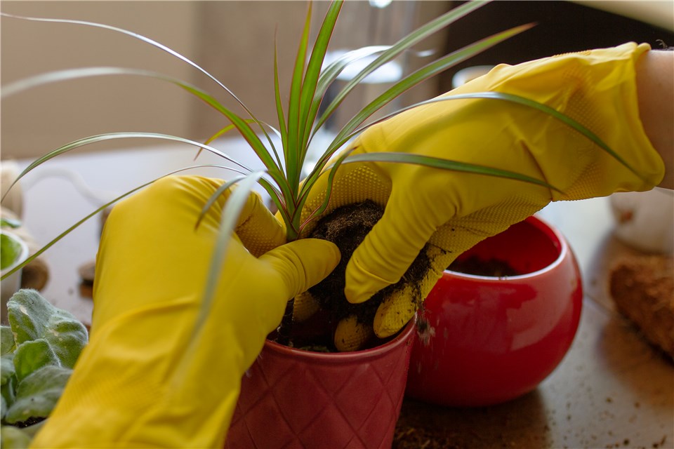 Dracaena Plant Pest Management