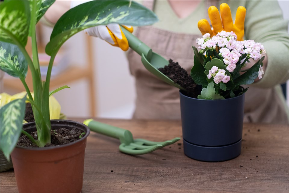 Kalanchoe Plant Watering