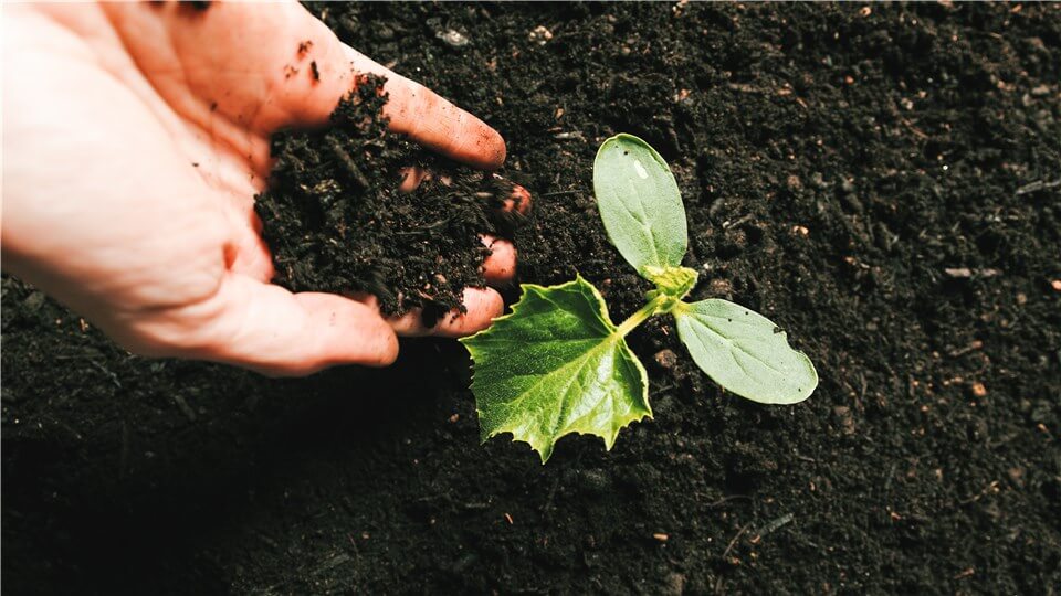 Improve Soil Quality for Stunted Grow Plants