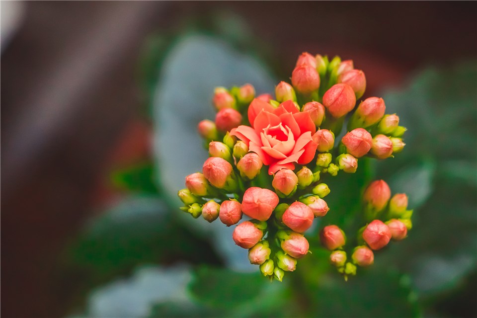 Kalanchoe Flowers