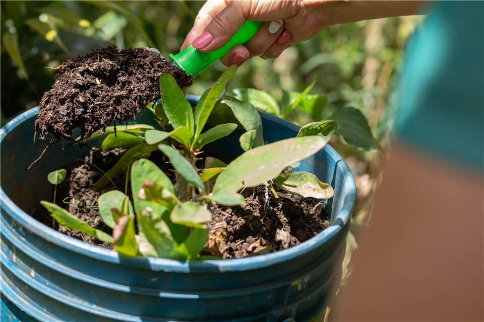 Kalanchoe Plant Fertilizer