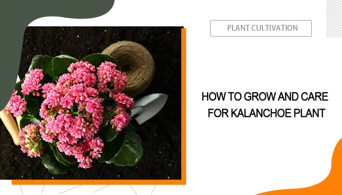 Kalanchoe Plant Grow and Care