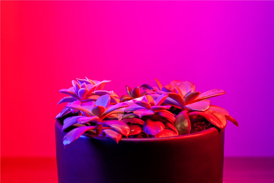 Kalanchoe Plant Light