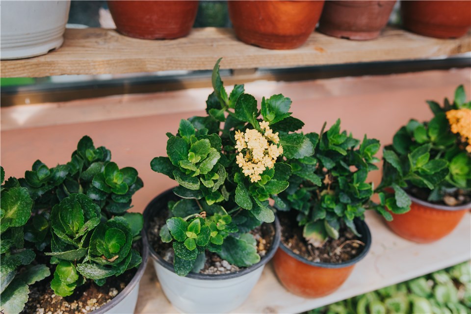 Kalanchoe Plant Propagation