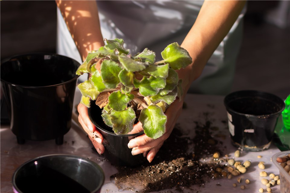 Kalanchoe Plant Soil