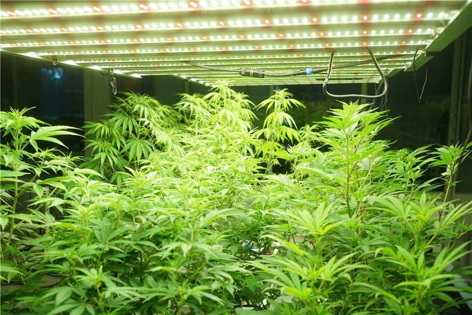 Adequate Light for Stunted Grow Plants