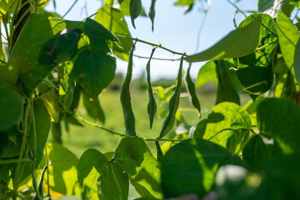 green pea trees