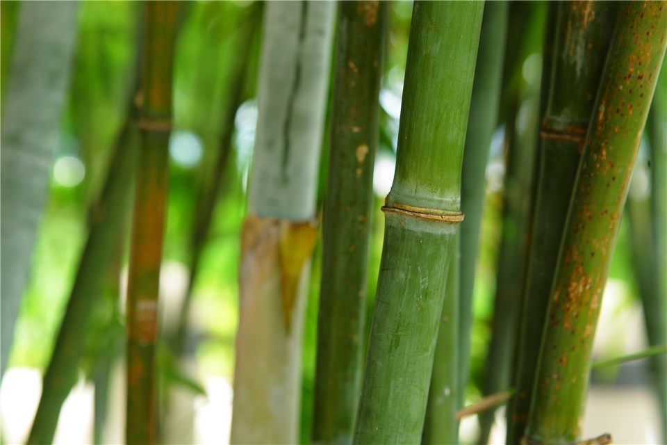 Plant Grows Quickly - Bamboo