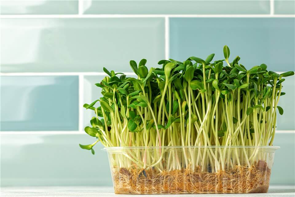 Plant Grows Quickly - Cress