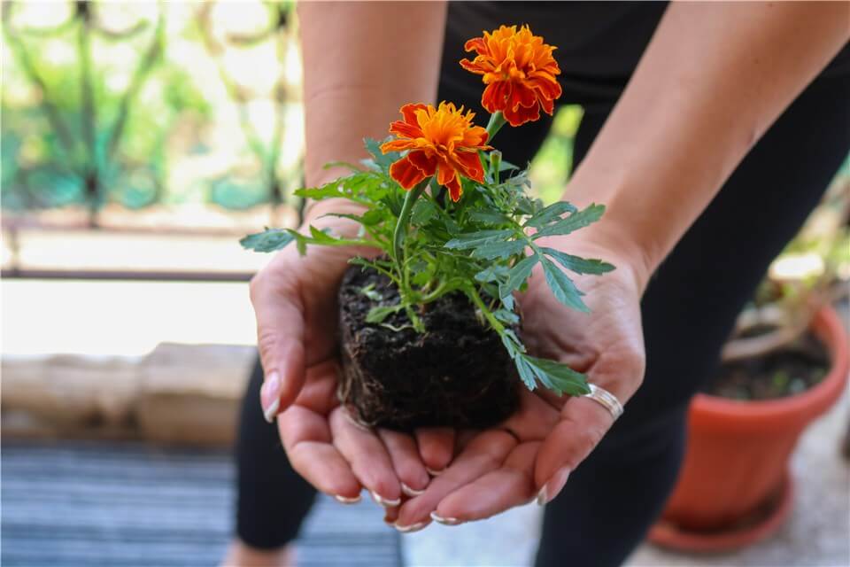 Plant Grows Quickly - Marigolds