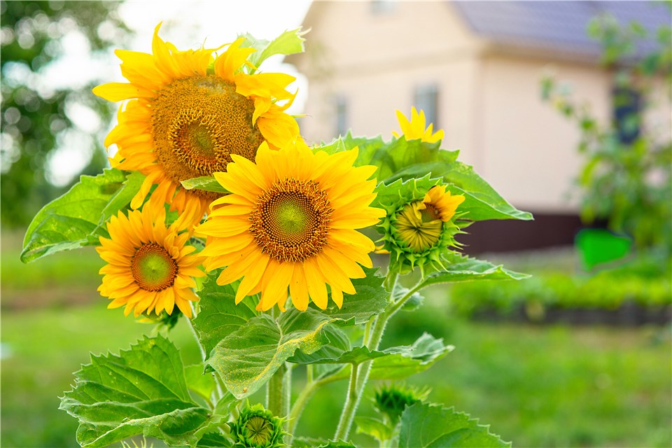 Plant Grows Quickly - Sunflower