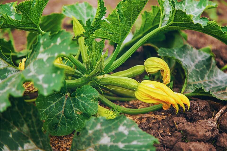 Plant Grows Quickly - Zucchini